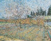 Vincent Van Gogh Flowering orchard with peach-trees Spain oil painting artist